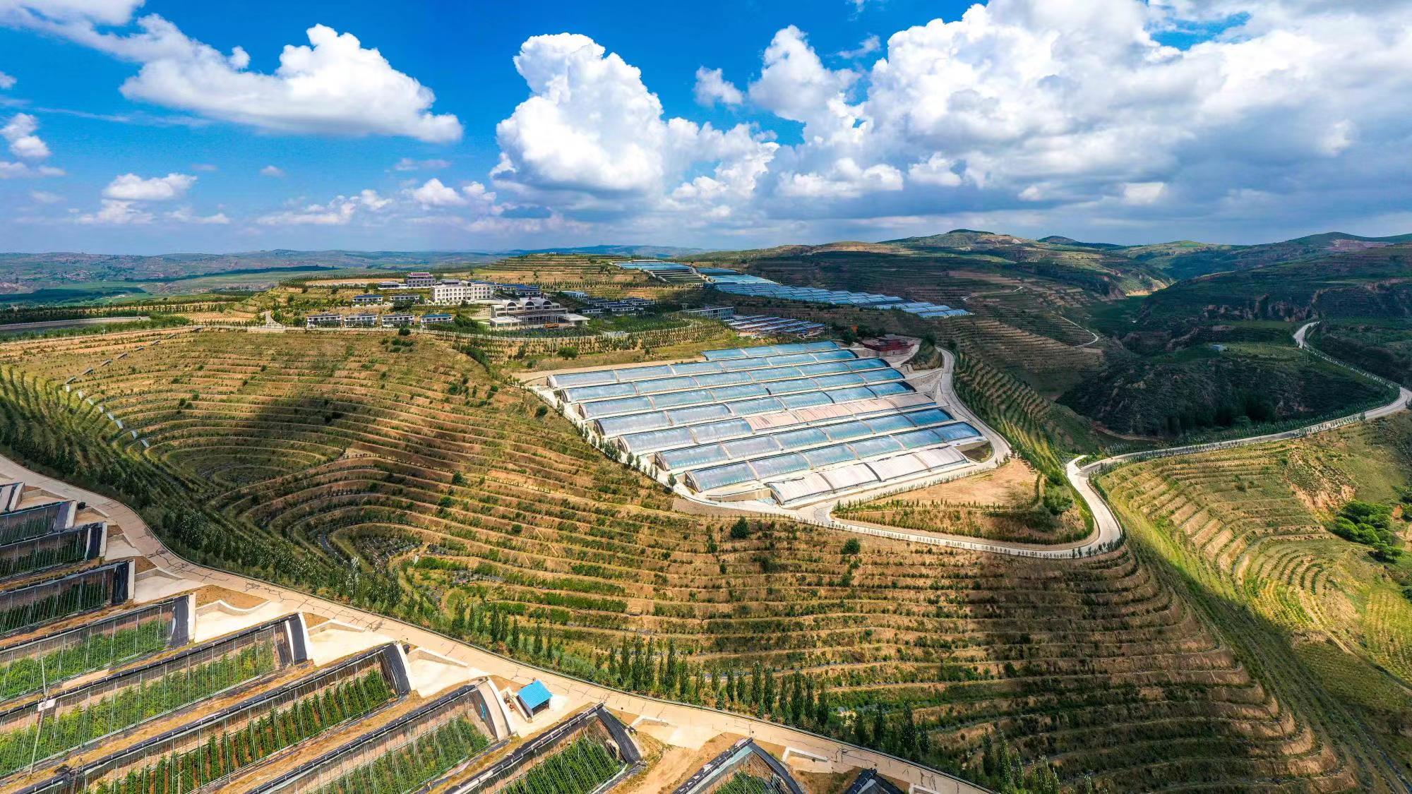 榆嶺窊村豐禾農場的果蔬大棚。