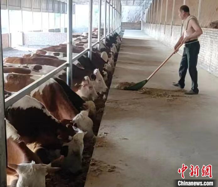 馬騰飛預(yù)計，2025年合作社擁有肉牛數(shù)量將達到1000余頭?！●R騰飛 攝