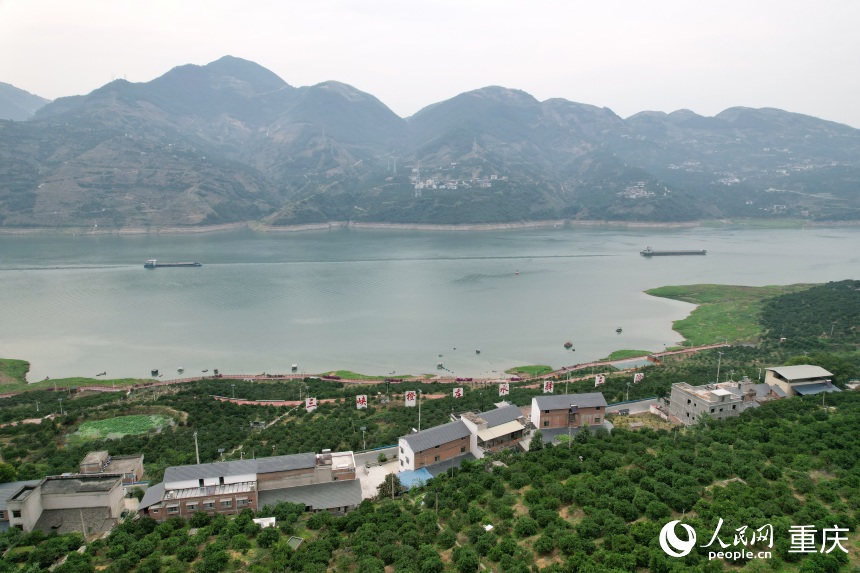 三沱村正以“三峽橙莊”建設(shè)為契機(jī)，描繪鄉(xiāng)村振興新圖景。人民網(wǎng)記者 劉政寧攝