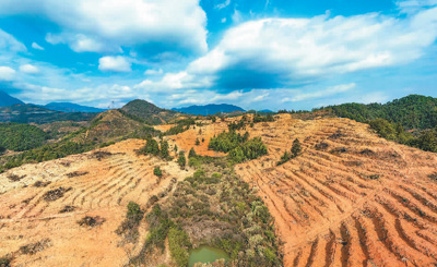 近年來，江西省撫州市南豐縣市山鎮(zhèn)竹源村因地制宜扶持當(dāng)?shù)剞r(nóng)戶利用荒山坡地種植油茶，使油茶成為山區(qū)群眾致富奔小康的綠色產(chǎn)業(yè)。圖為竹源村油茶種植區(qū)。 謝 東攝（人民視覺）