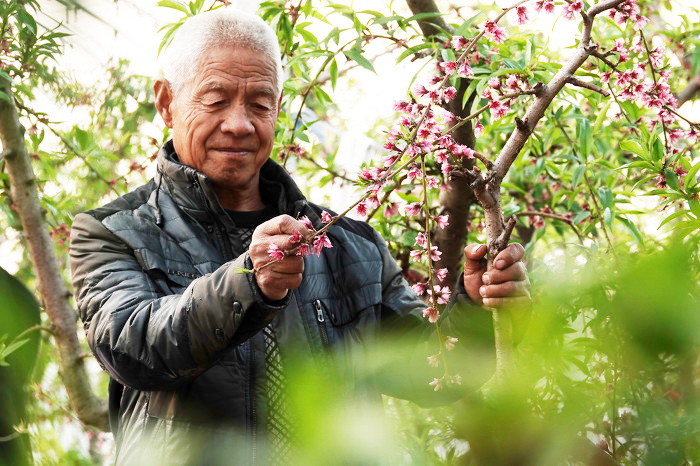 山西運城:“百果園”致富果樹管護忙-44882.jpg 山西運城:“百果園”致富果樹管護忙-44882.jpg