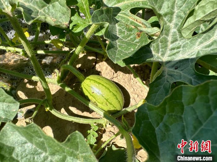 14日，記者在合作社的百畝西瓜地里，看著一個個如雞蛋般大小的西瓜，正“享受”著太陽的炙烤?！⑿〖t 攝