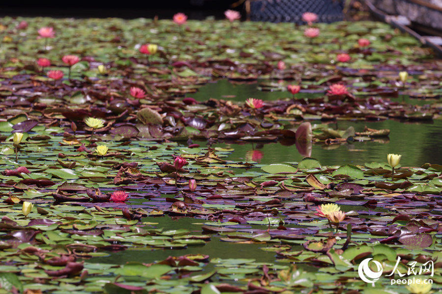 藏在繁花深處的3朵雙色睡蓮。人民網(wǎng)記者 陳博攝