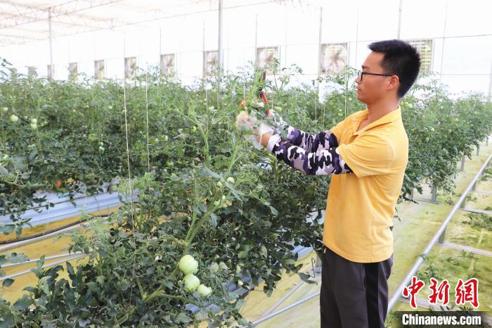 圖為在紅谷灘區(qū)元宇宙·VR數(shù)字農(nóng)業(yè)示范基地七彩番茄培育車間內，農(nóng)業(yè)技術員正在對番茄植株進行修剪?！⌒苠\陽 攝