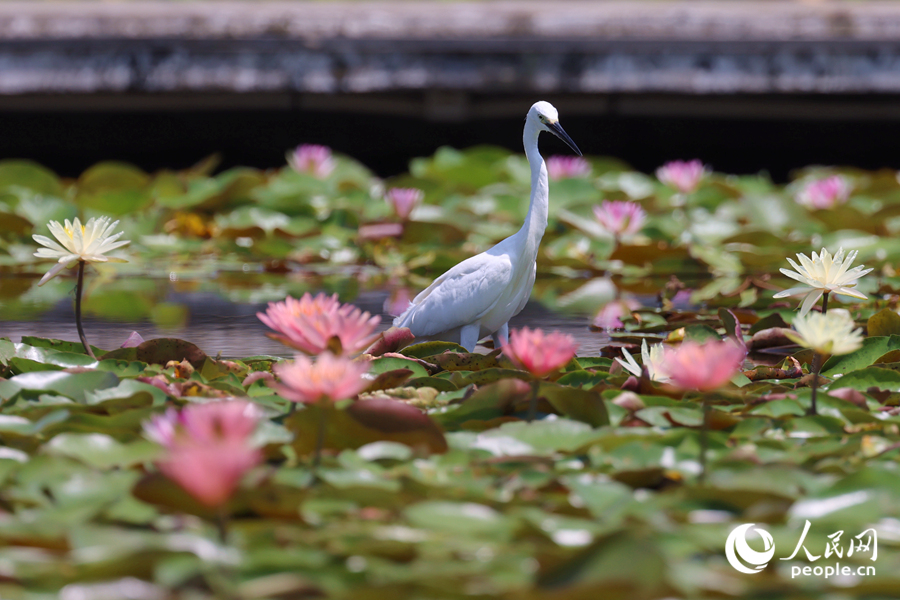 白鷺在睡蓮盛開的池塘中流連。人民網(wǎng)記者 陳博攝