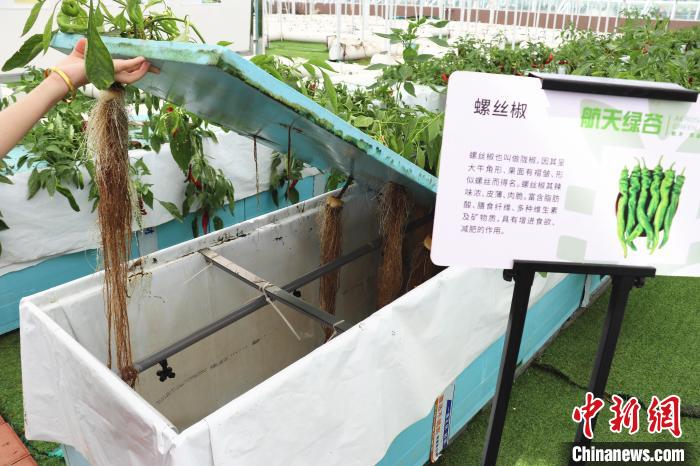 圖為在南昌市紅谷灘區(qū)元宇宙·VR數(shù)字農(nóng)業(yè)示范基地氣霧培養(yǎng)車間里，螺絲椒長勢良好?！⌒苠\陽 攝