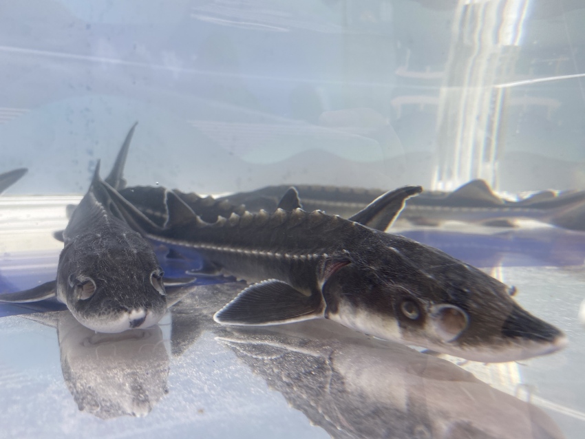 珍稀魚種——長江鱘。宜賓市廣播電視臺供圖