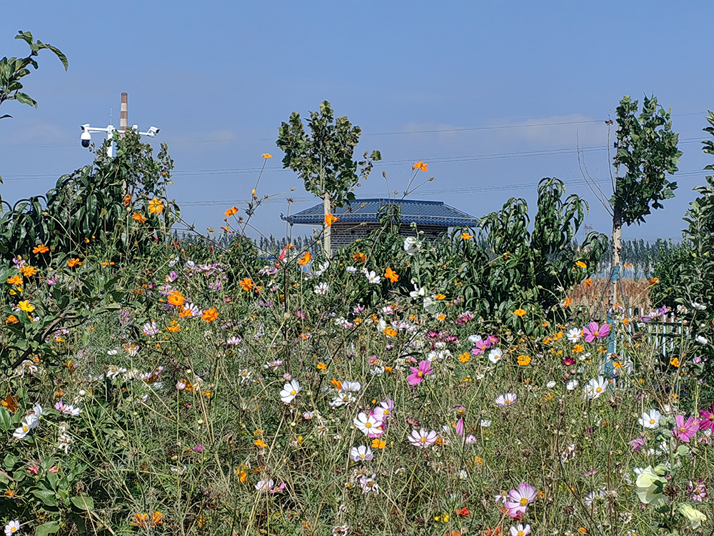 西馬寨村休閑小廣場。人民網(wǎng)記者 趙芳攝