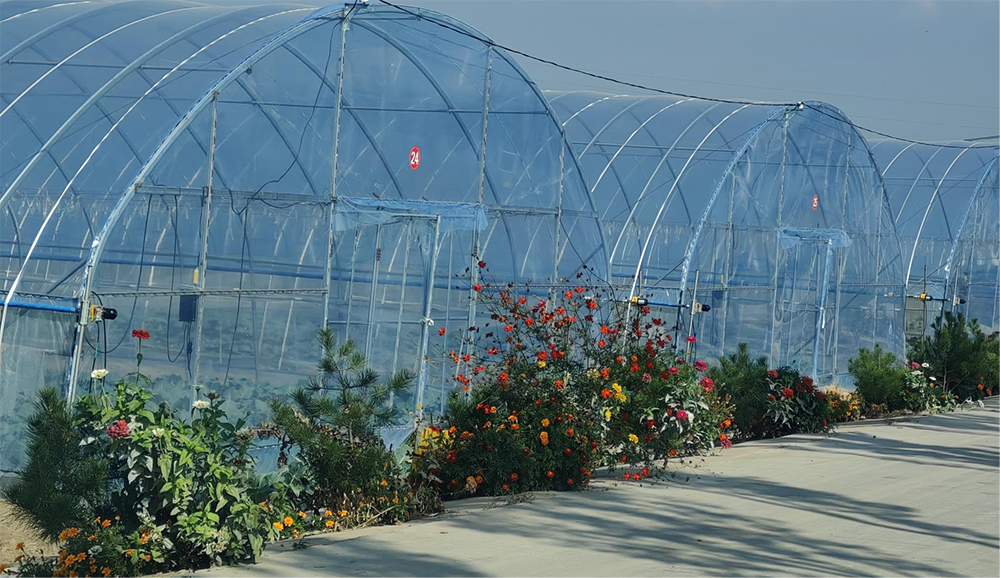 西馬寨村大棚種植。人民網(wǎng)記者 趙芳攝