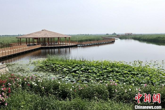 從完成頂層設(shè)計(jì)到如火如荼大規(guī)模建設(shè)，六年來，雄安新區(qū)如春天的竹子一般拔節(jié)生長，這座承載千年大計(jì)的“未來之城”已雄姿初顯。從“一張白紙”開始著墨，如今的雄安新區(qū)已是濃墨重彩的“山水畫”。<a target='_blank' href='/'>中新社</a>記者近日走訪了雄安新區(qū)多地，從“藍(lán)綠金”三色感受這座“未來之城”的巨大變化。圖為7月20日，河北白洋淀上荷花滿淀、蘆花搖曳。 <a target='_blank' href='/'>中新社</a>記者 易海菲 攝